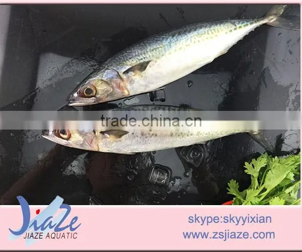 Mackerel W/R photo-2