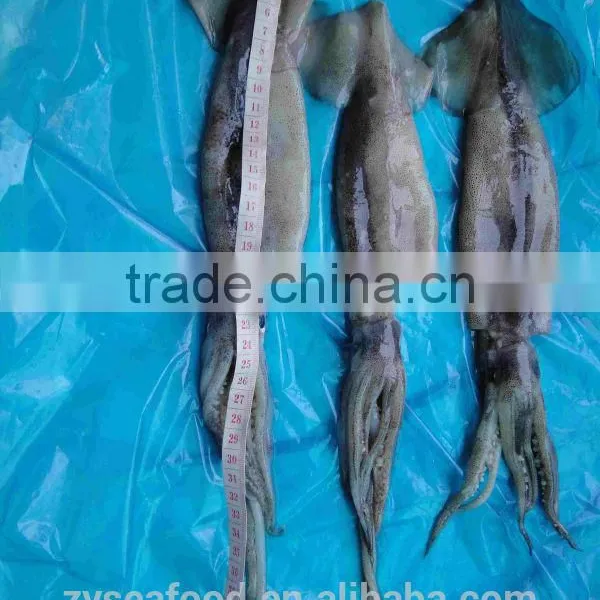 Frozen Illex Argentina Squid photo-2