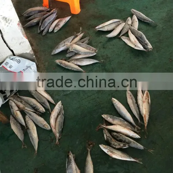 frozen mackerel fish