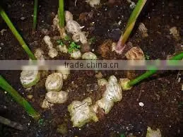 Zingiber Officinalis photo-2