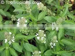 Ocimum Basilicum photo-2