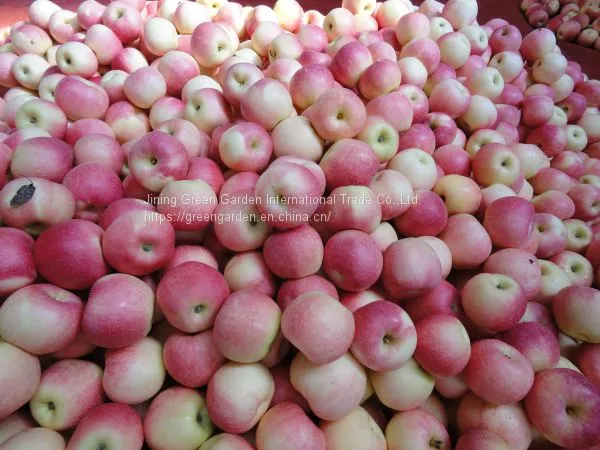 Chinese Gala Apple photo-2