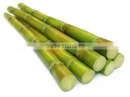 Fresh Sweet Sugarcane From Vietnam/ Sweet Cane Sugar photo-2