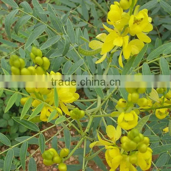 Senna Powder ( Color Less Henna ) 100% Pure Herbal Natural photo-5