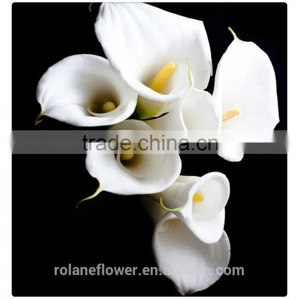 Wedding Decoration Flower White Calla Lily Flower photo-3
