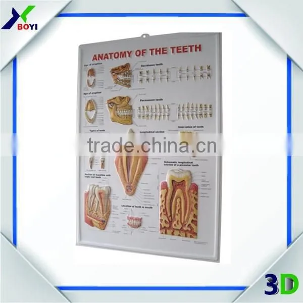 China Factory Anatomy 3d Wall Poster/plastic Embossed Cubic Medical Poster photo-3