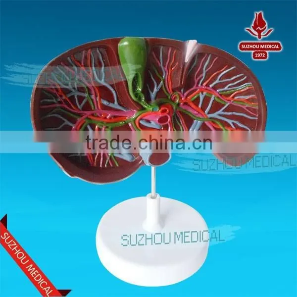 Liver Model photo-4