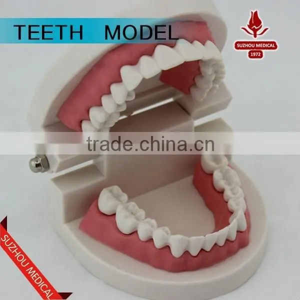 Teeth Care Model photo-3