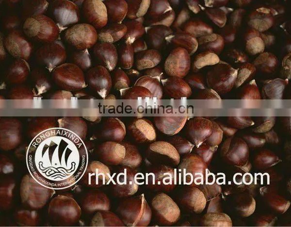 Chinese Fresh Chestnut in Shell With Sweet Taste Ons Ale photo-5