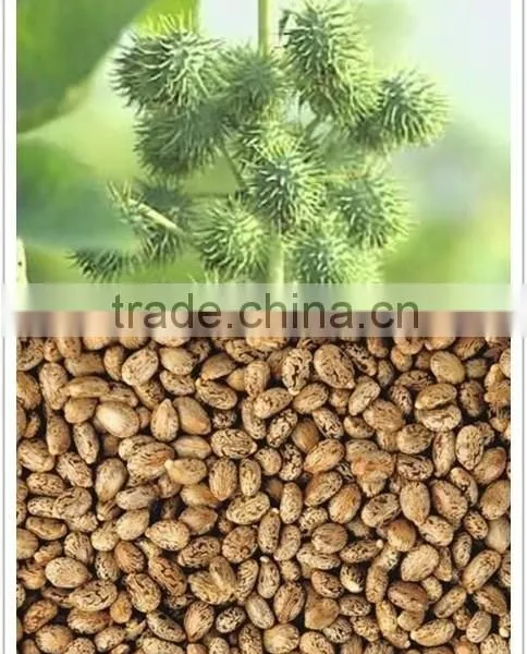 250-350 kg/hour castor shelling peeling machine