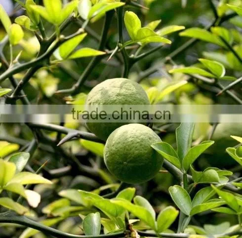 Citrus Aurantium Extract Powder photo-2