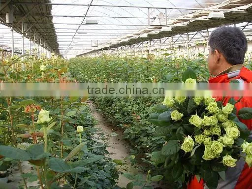 BK Trough Hydroponics photo-5