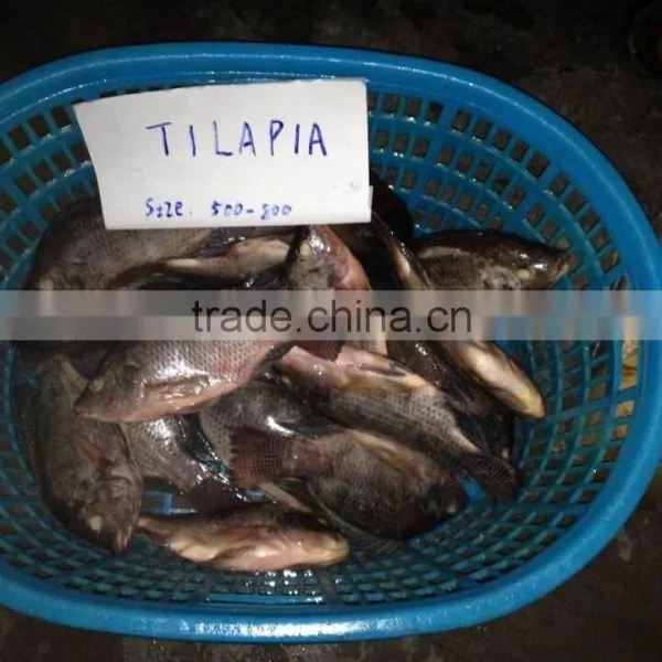 Frozen Whole Round Tilapia photo-2