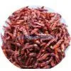 Dried Chilli