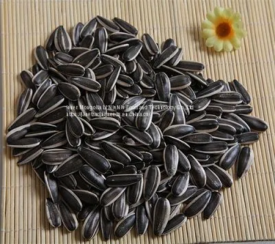 Sunflower Seeds Export to Dubai