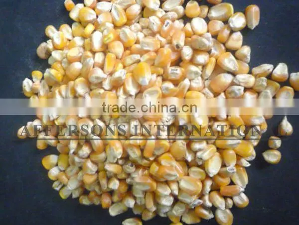 Paraguay Maiz Corn photo-2