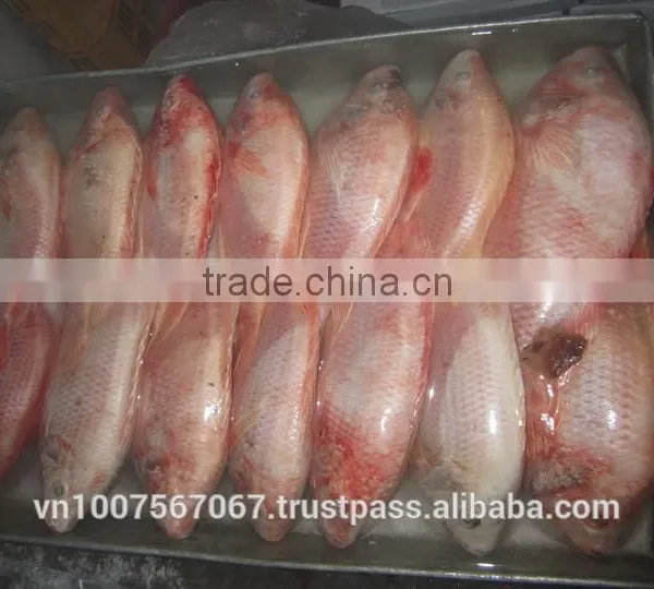 FROZEN RED TILAPIA photo-3