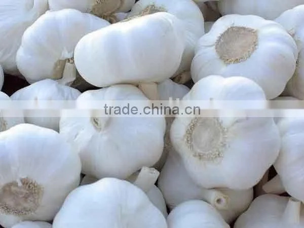 Pure White Garlic