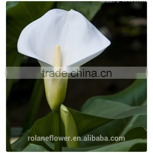 2016 Lastest Arriving High Quality Calla Lily Flower to Export photo-2