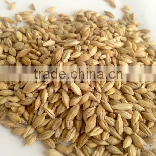 Hot Beer Barley in Summer,origin Australia photo-2