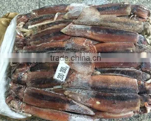 Frozen Squid Whole Argentina Illex photo-6