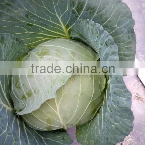 VIET NAM FRESH CABBAGES VIETGAP photo-2