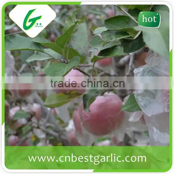 Big Fresh Fuji Apple With Best Price photo-5