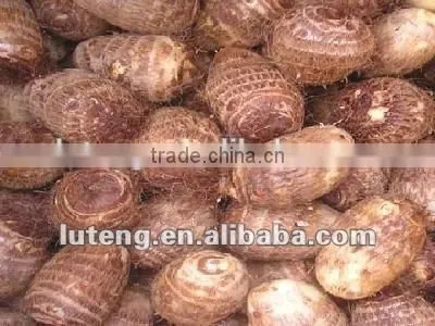 2015 New Season of Chinese Fresh Taro photo-2