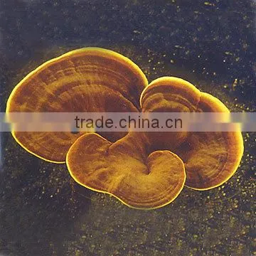High Quality Ganoderma Lucidum P.E/ Reishi P.E/Reishi Mushroom P.E Polysaccharide And Triterpene photo-2