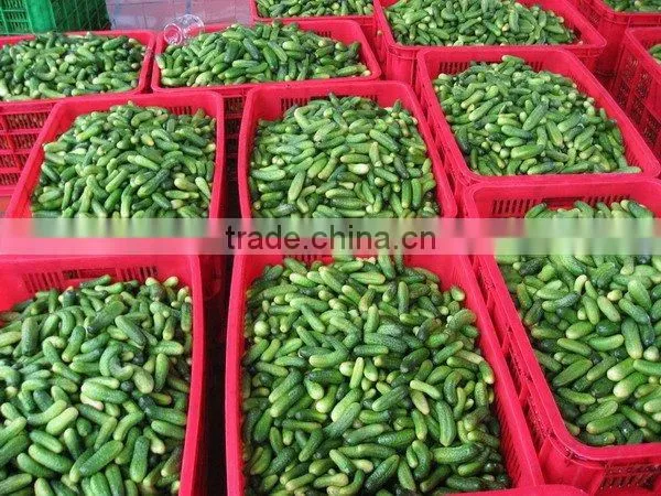 Pickled Cucumbers in Jar From Vietnam, 100% High-quality by HAGIMEX photo-6