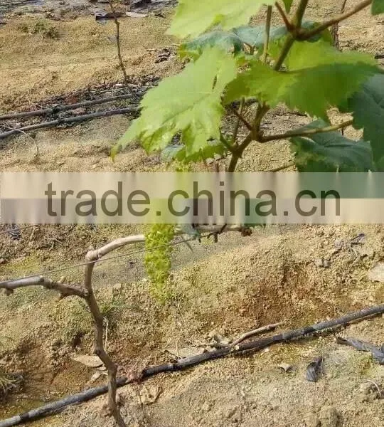 Grape Drip Irrigation for Orchard photo-4