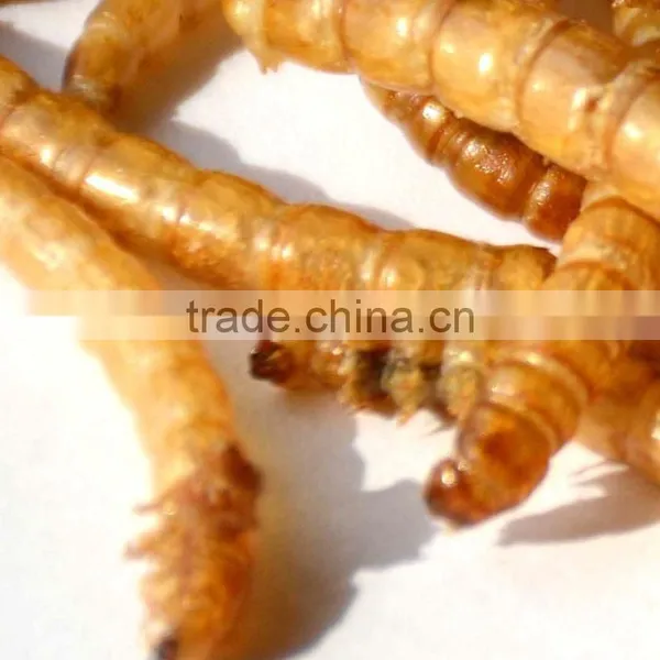 Good Quality Mealworm Treats photo-4