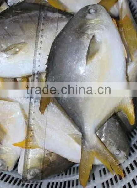 High Quality Frozen Golden Pomfret Fish photo-2