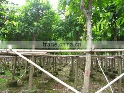 Ficus Lacor Potted and Rooted