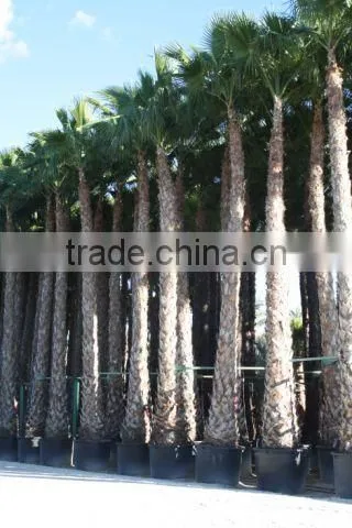 Washingtonia Robusta "Mexican Fan Palm" photo-5