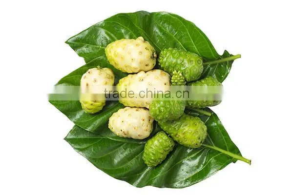Good Quality Noni Powder for Sale photo-4