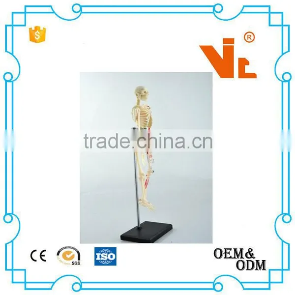 V-HM01 4D MASTER Artificial Human Bone Structure Model photo-2