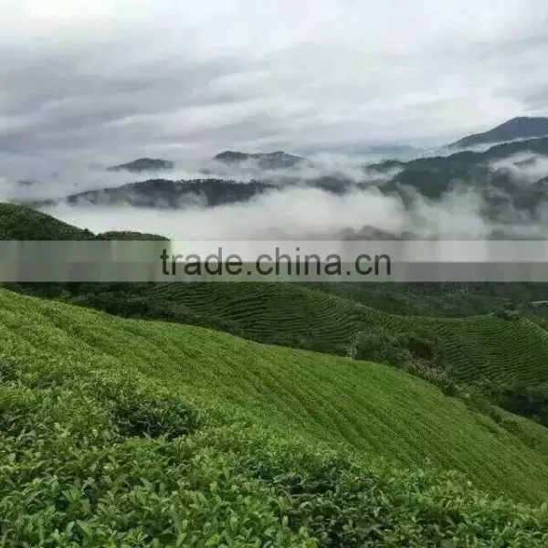 2016 New Nop Organic Canned Green Tea Bulk photo-4