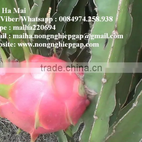 100% Natural Fresh Dragon Fruit From Vietnam-Ms Ha 84974258938 photo-3