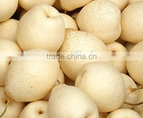 Chinese Gold Pear,round Pear photo-4
