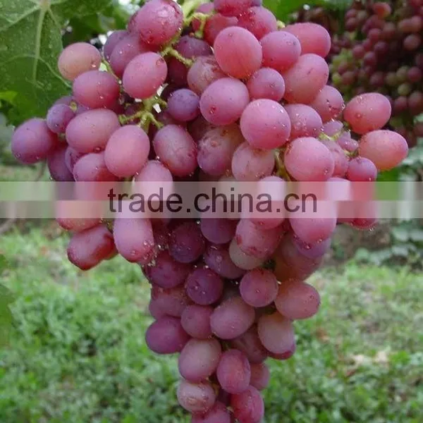 Crimson Grapes Supplier for Canada Market photo-3