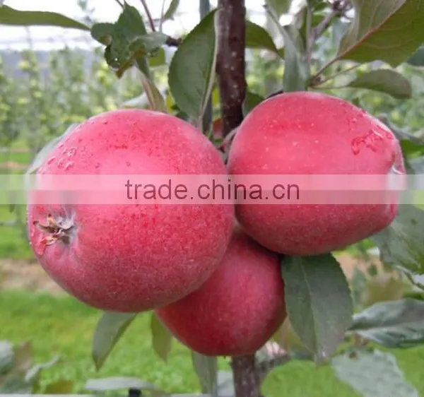 Red Flesh Apple Tree Seedling photo-2