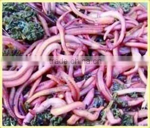 Chinese Herb Medicines Geosaurus