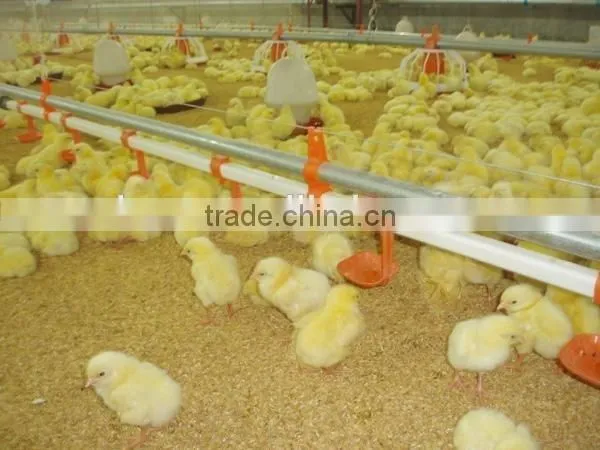 Chicken Ground Raising Equipment With Automatic Feeding and Drinking Line