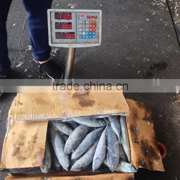 Frozen Sea Frozen Bonito With Cheap Price photo-2