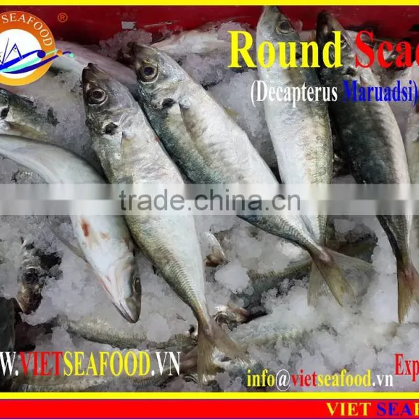 FROZEN MARUADSI WHOLE ROUND (ROUND SCAD) photo-4