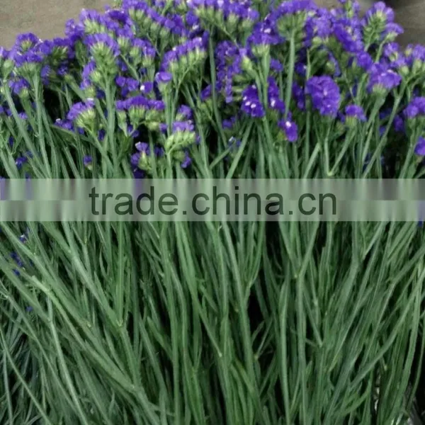 Good Smell Cut Flower Statice Fresh Myosotis From Kumming photo-6