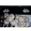 Garlic for Sudan