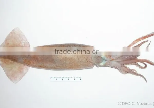 WR Frozen Illex Squid - Whole, Tube, Rings and Tentacles photo-2