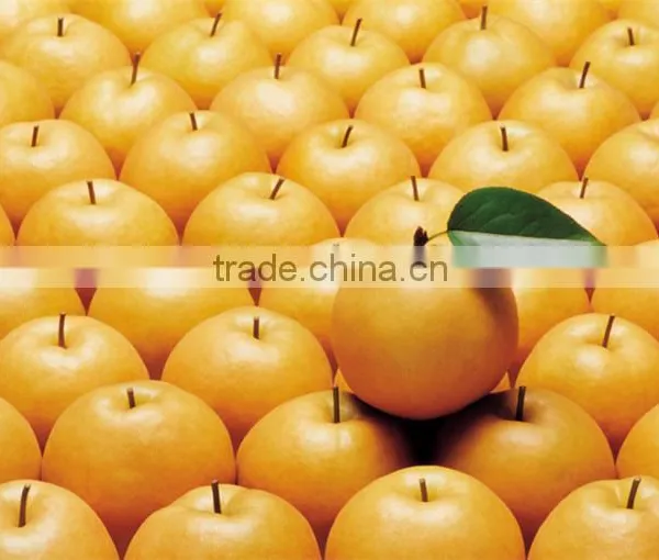 Buying Online in China Custom Canned Snow Pears photo-4